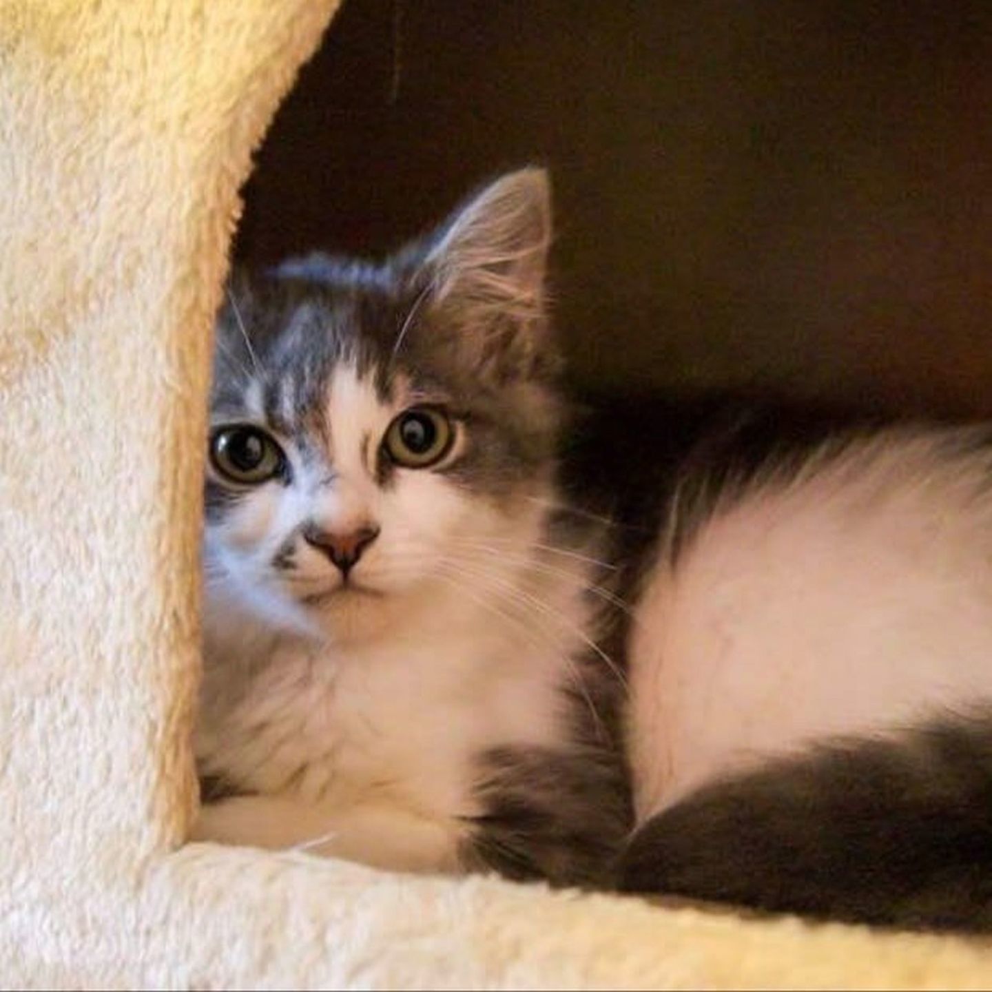 Adopt a Pet | Annabelle